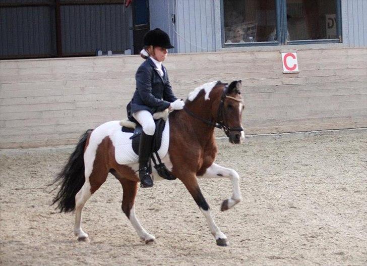 Pinto Spotty Cassiopeia B-pony billede 14