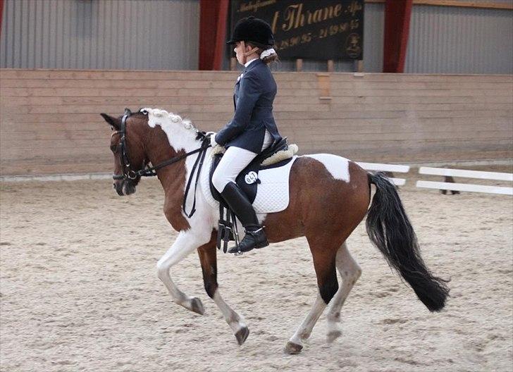 Pinto Spotty Cassiopeia B-pony billede 16