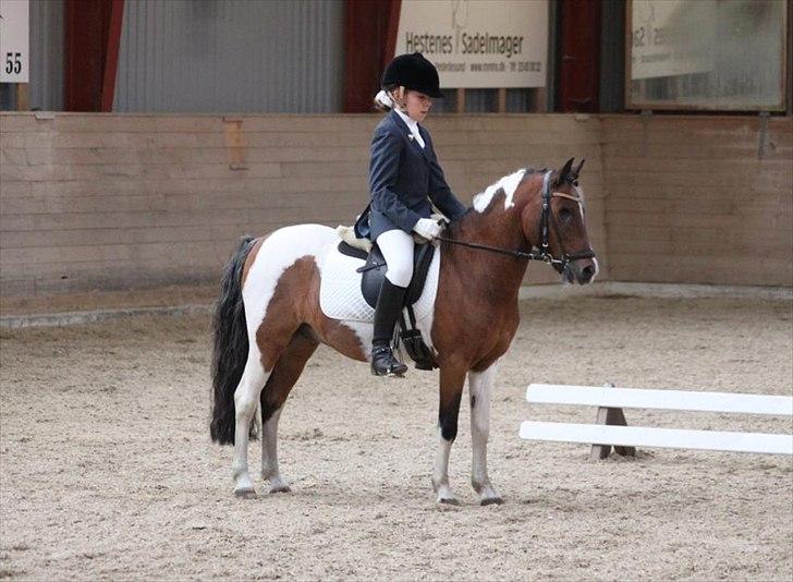 Pinto Spotty Cassiopeia B-pony billede 17