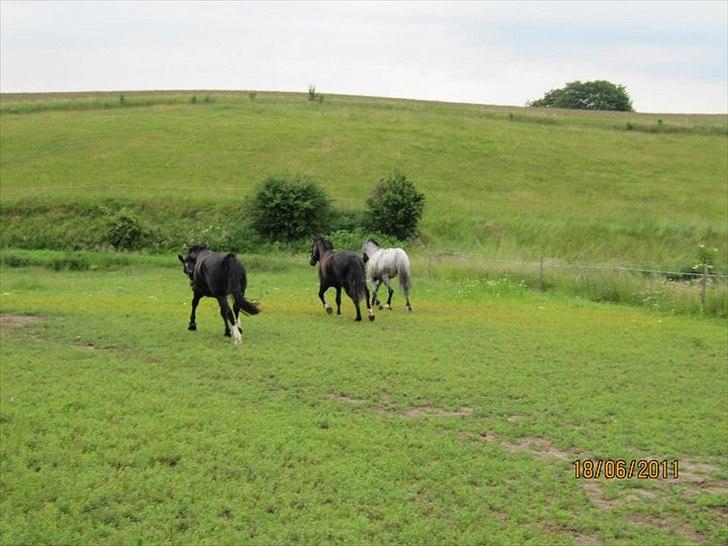 Knabstrupper Sunshine - første dag på folden  billede 20