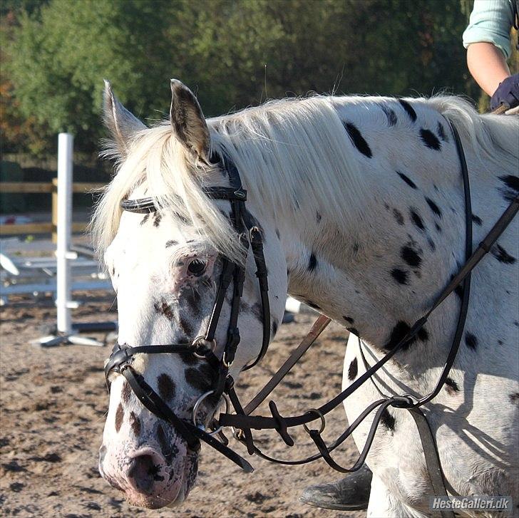 Knabstrupper Monica [tidligere springpart] - træning d 29/9<3 billede 10