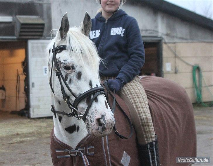 Knabstrupper Monica [tidligere springpart] billede 13