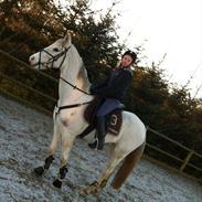 Arabisk fuldblod (OX) Silver Blue Ox