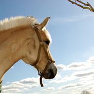 Fjordhest Sille Falk