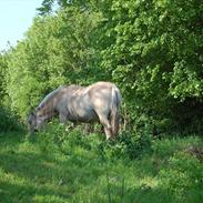 Fjordhest Sille Falk