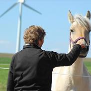 Fjordhest Sille Falk