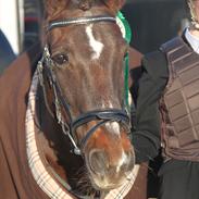 Anden særlig race Miss trixie bell 