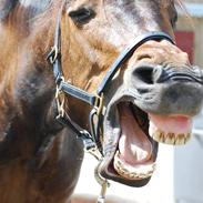 Anden særlig race Prince Joey