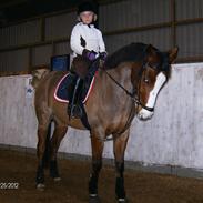 Welsh Cob (sec D) Lieke's Fons