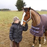 Welsh Cob (sec D) Lieke's Fons