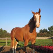 Frederiksborg Wai Hau