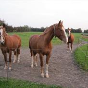 Frederiksborg Wai Hau