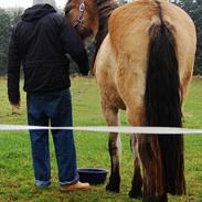 Anden særlig race Kava