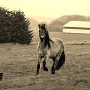 Anden særlig race Kava