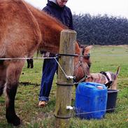 Anden særlig race Kava