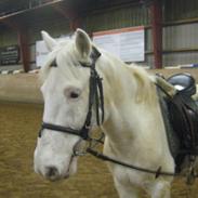 Anden særlig race Pletten  (Elevpony)