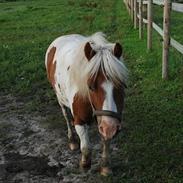 Anden særlig race Morfar