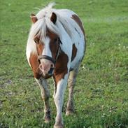Anden særlig race Morfar
