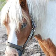 Anden særlig race Morfar