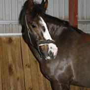 New Forest  Elmholts Heketa