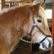 Tyroler Haflinger Harald<3