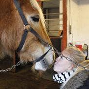 Tyroler Haflinger Harald<3