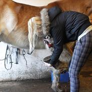 Tyroler Haflinger Harald<3