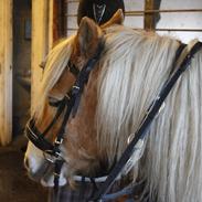 Tyroler Haflinger Harald<3