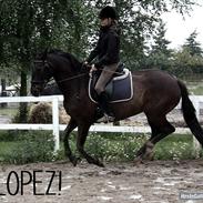 Anden særlig race  Lopez 