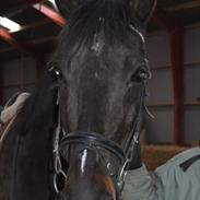 Anden særlig race  Lopez 