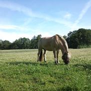 Fjordhest Sirius