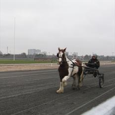 Irish Cob Troelsegaardens Mirabella