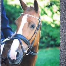 Anden særlig race Master Django Jr. R.I.P