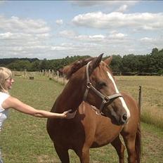 Anden særlig race Master Django Jr. R.I.P