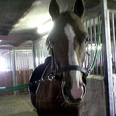 Anden særlig race Master Django Jr. R.I.P