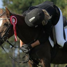 Welsh Pony (sec B) Stendyssens Sunshine