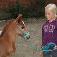 Anden særlig race Lucas