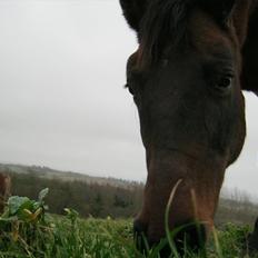 Anden særlig race Sussi/mulle-pigen<3