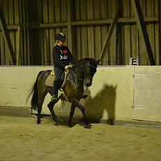 Anden særlig race Prince Joey