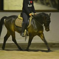 Anden særlig race Prince Joey