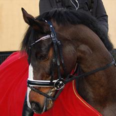 Anden særlig race Kløvermarkens Totti
