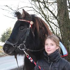 Shetlænder Anna-Bell