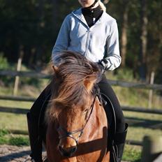 Islænder Baldur fra Tykhøjet *Himmelhest :-'(*