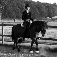 Islænder Baldur fra Tykhøjet *Himmelhest :-'(*