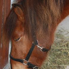 Islænder Baldur fra Tykhøjet *Himmelhest :-'(*