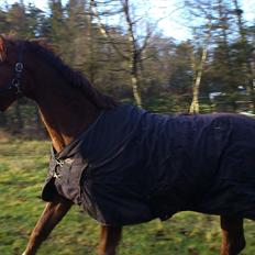 Dansk Varmblod Langkjærgaard´s Winsome