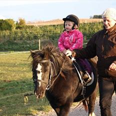 Welsh Mountain (sec A) Mieran´s Shirona