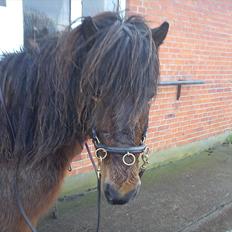 Islænder Dagfari fra jestrup <3