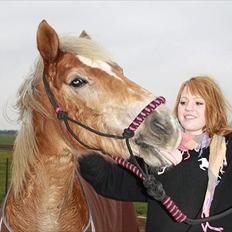 Haflinger Nuka