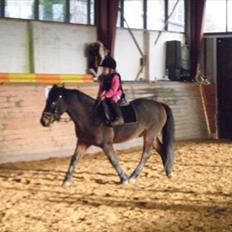 Anden særlig race Magnum..